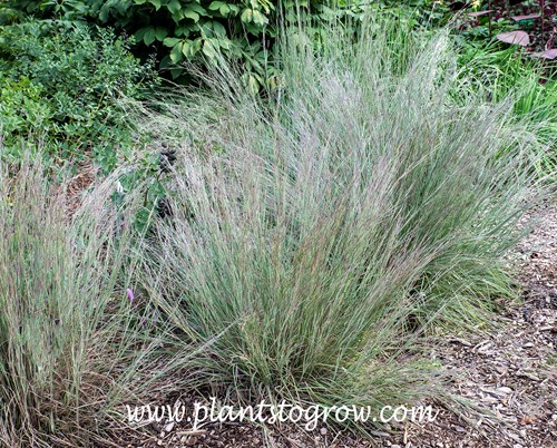 'Jazz' Little Blue Stem (Schizachyrium scorparia) 
Discovered as a sport of Schizachyrium scoparium ‘The Blues’